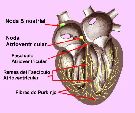 Electrophysiology